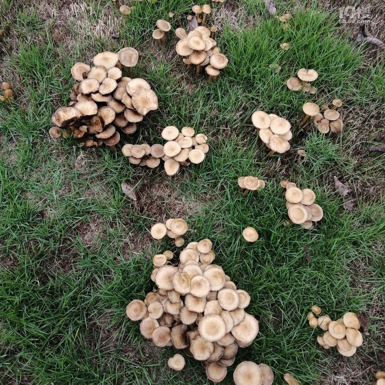 这蘑菇能吃吗有人吃过吗菌柄是空心的