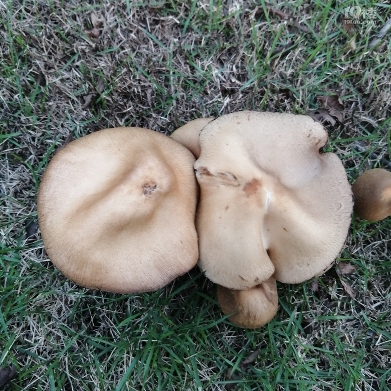 这蘑菇能吃吗有人吃过吗菌柄是空心的