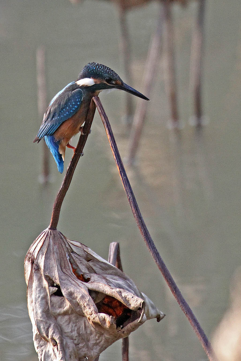 残荷翠鸟英姿分享