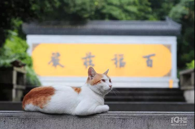 【2020晒游记】杭州佛系玩法，这些地方门票十元，美食五元无限续