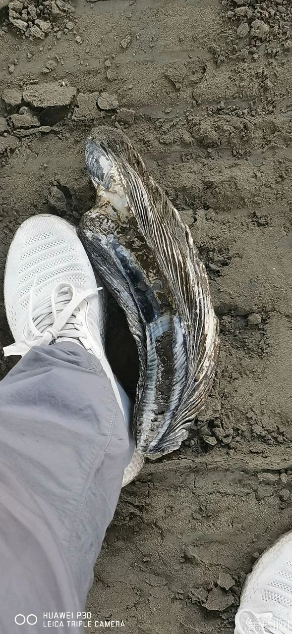 造型巨大网友挖出的这件东西火了竟出现在机场工地地下20米