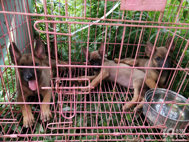 家養馬犬幼崽三個月需要的來