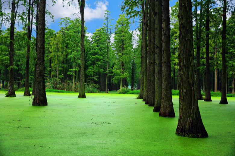 水上森林,绿色风景