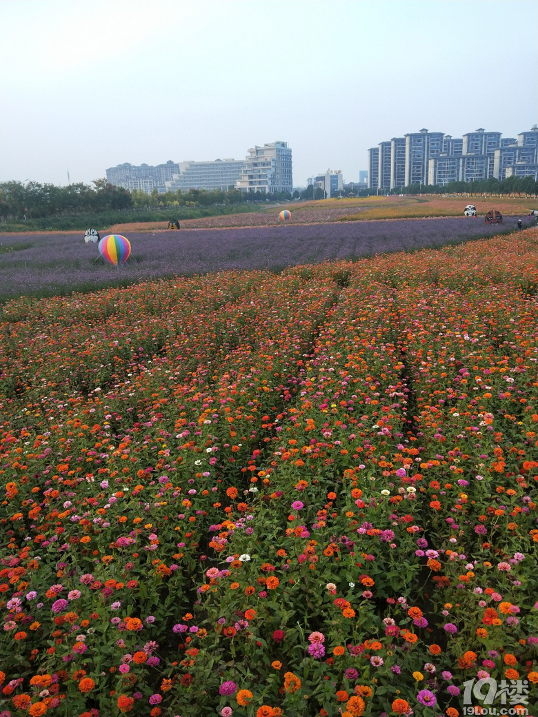 青阳人工湖花海图片