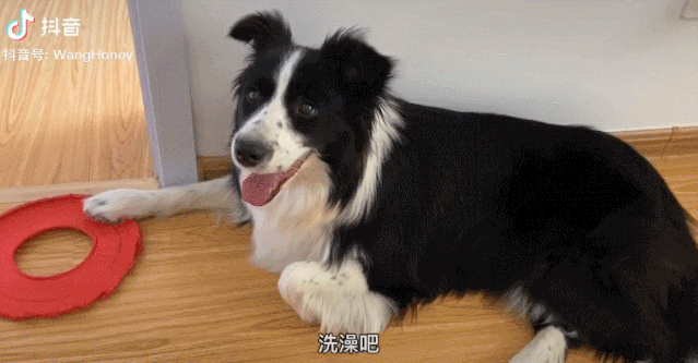 "我家的边牧听不听话,都取决于它想不想听…"