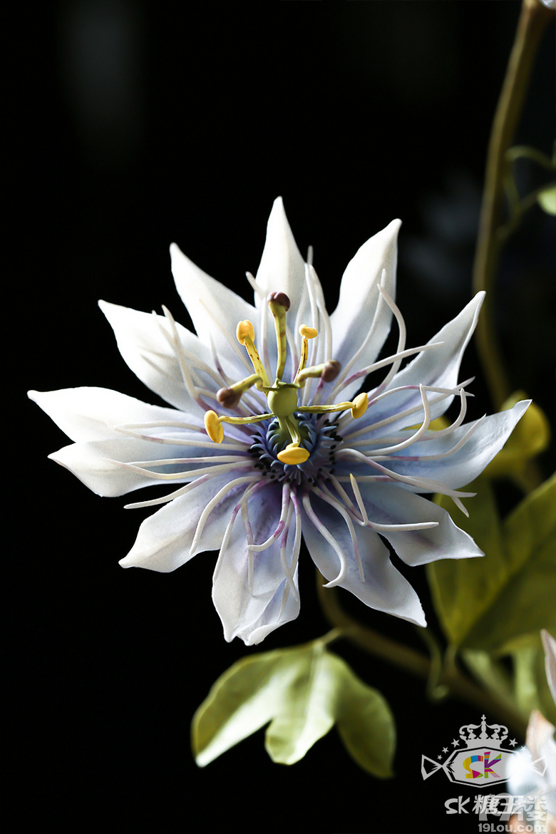 今日份糖花 | passion flower 西番蓮