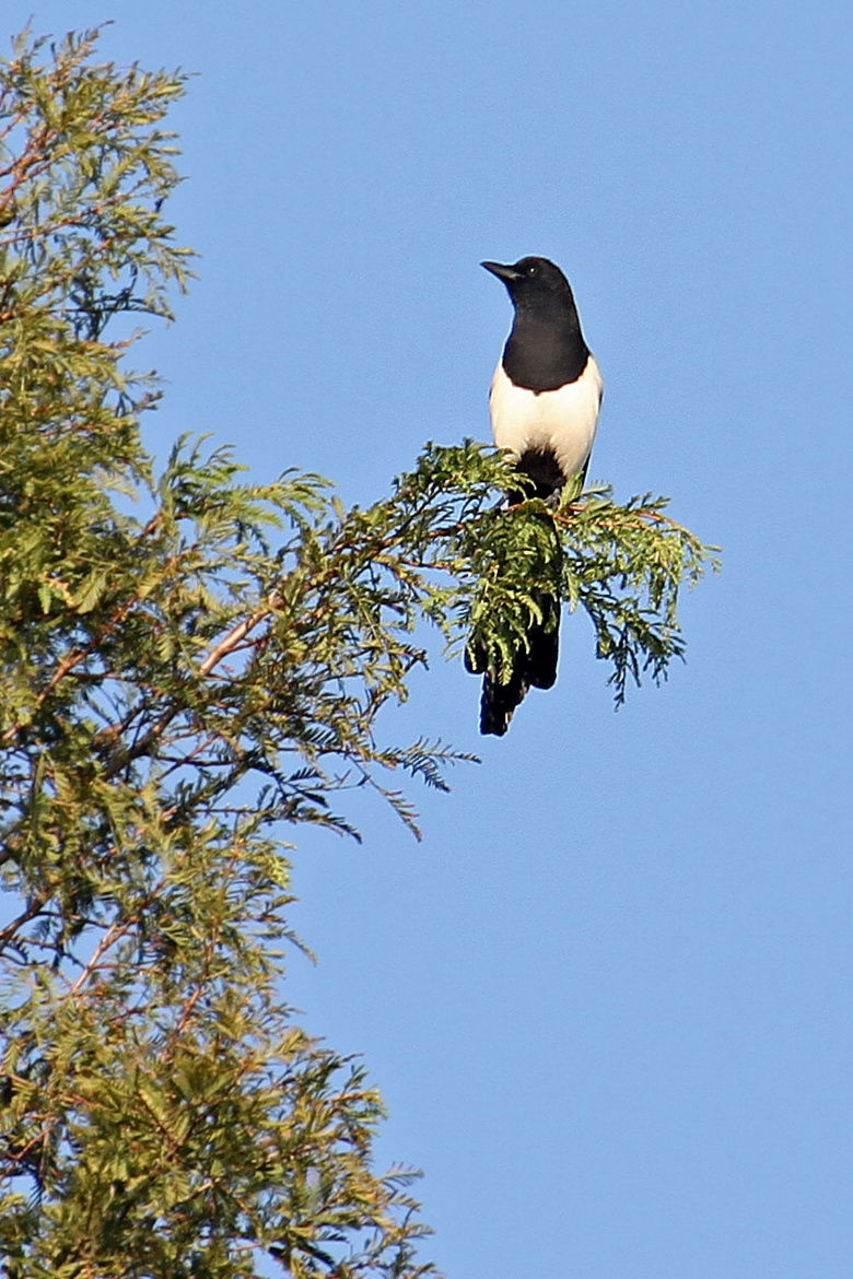 喜鹊登高眉弯树梢(喜上眉梢)分享