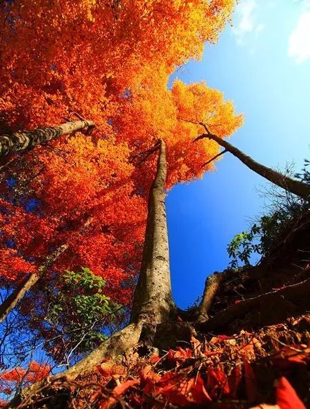 11月錯過了亞洲最大紅葉區(qū),就相當于錯過了整個秋天!