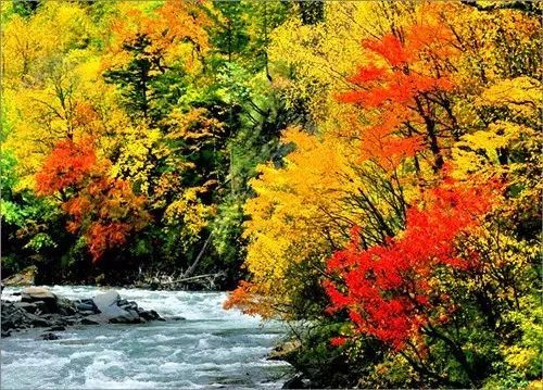 11月錯過了亞洲最大紅葉區(qū),就相當于錯過了整個秋天!
