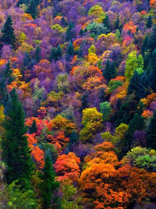 11月錯過了亞洲最大紅葉區(qū),就相當于錯過了整個秋天!