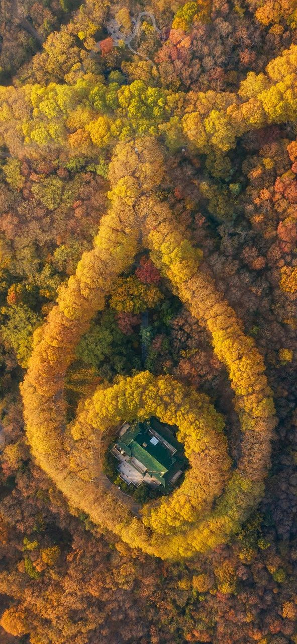 11月,千萬(wàn)別和南京的秋天比美,簡(jiǎn)直逼瘋攝影師