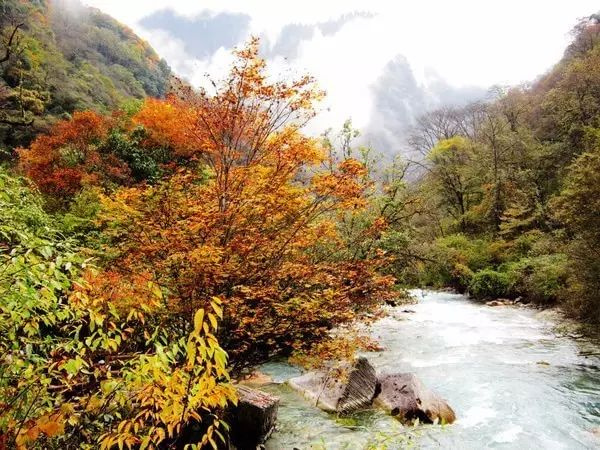 11月錯過了亞洲最大紅葉區(qū),就相當于錯過了整個秋天!