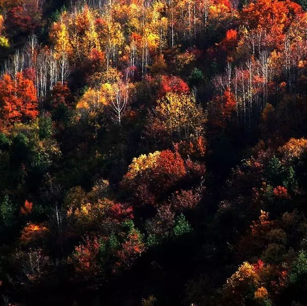 11月錯過了亞洲最大紅葉區(qū),就相當于錯過了整個秋天!