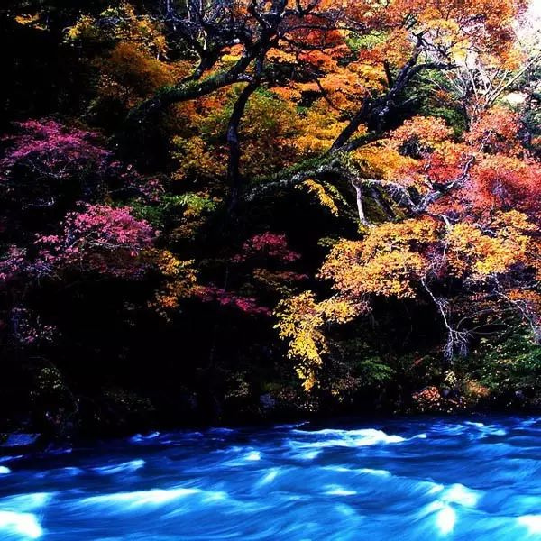 11月錯過了亞洲最大紅葉區(qū),就相當于錯過了整個秋天!