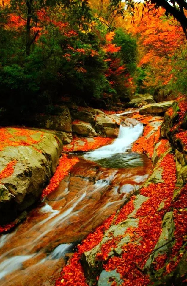 11月錯過了亞洲最大紅葉區(qū),就相當于錯過了整個秋天!