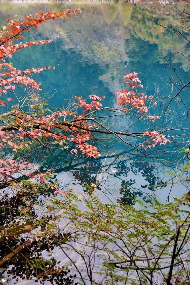 11月錯過了亞洲最大紅葉區(qū),就相當于錯過了整個秋天!