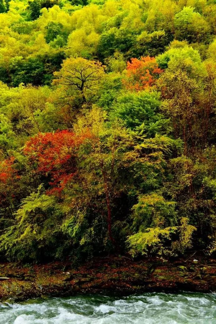 11月錯過了亞洲最大紅葉區(qū),就相當于錯過了整個秋天!