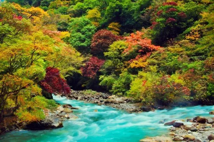 11月錯過了亞洲最大紅葉區(qū),就相當于錯過了整個秋天!