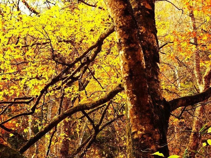11月錯過了亞洲最大紅葉區(qū),就相當于錯過了整個秋天!