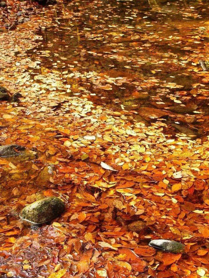 11月錯過了亞洲最大紅葉區(qū),就相當于錯過了整個秋天!