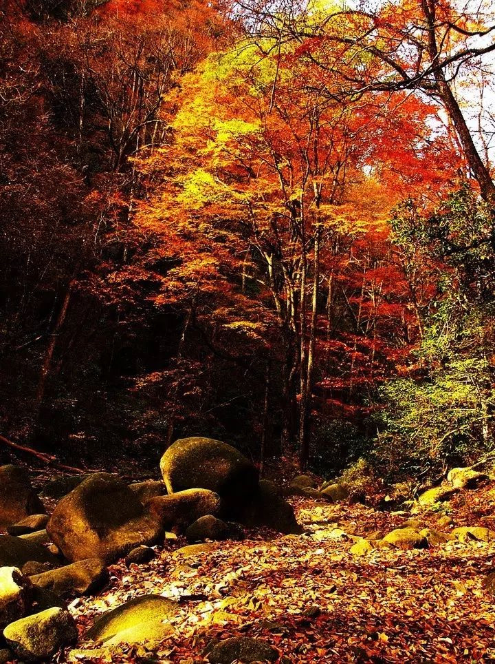 11月錯過了亞洲最大紅葉區(qū),就相當于錯過了整個秋天!