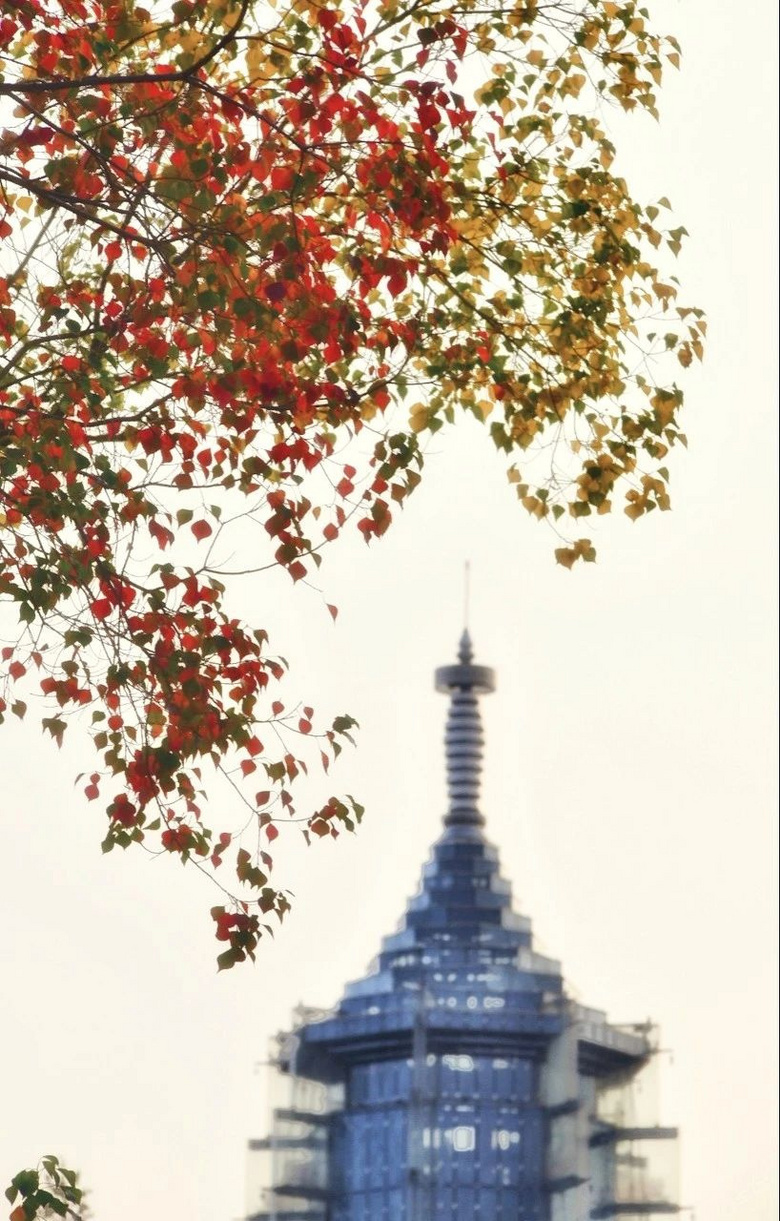 11月,千萬(wàn)別和南京的秋天比美,簡(jiǎn)直逼瘋攝影師