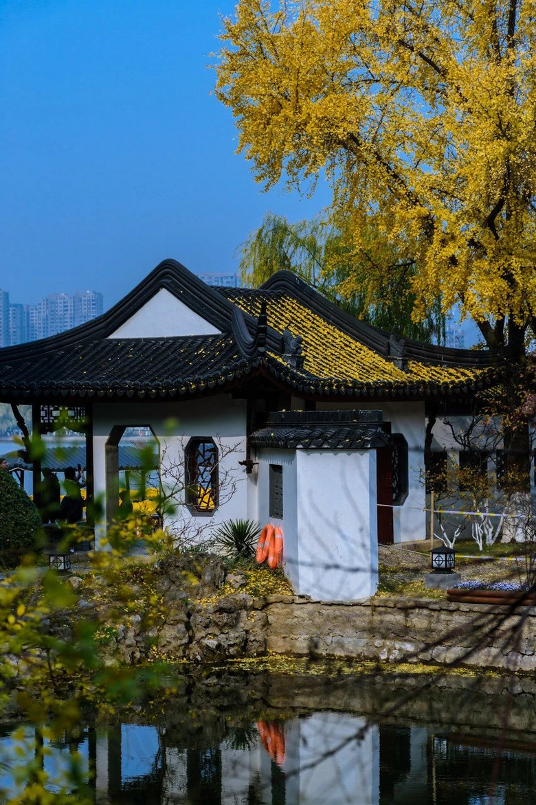 11月,千萬(wàn)別和南京的秋天比美,簡(jiǎn)直逼瘋攝影師