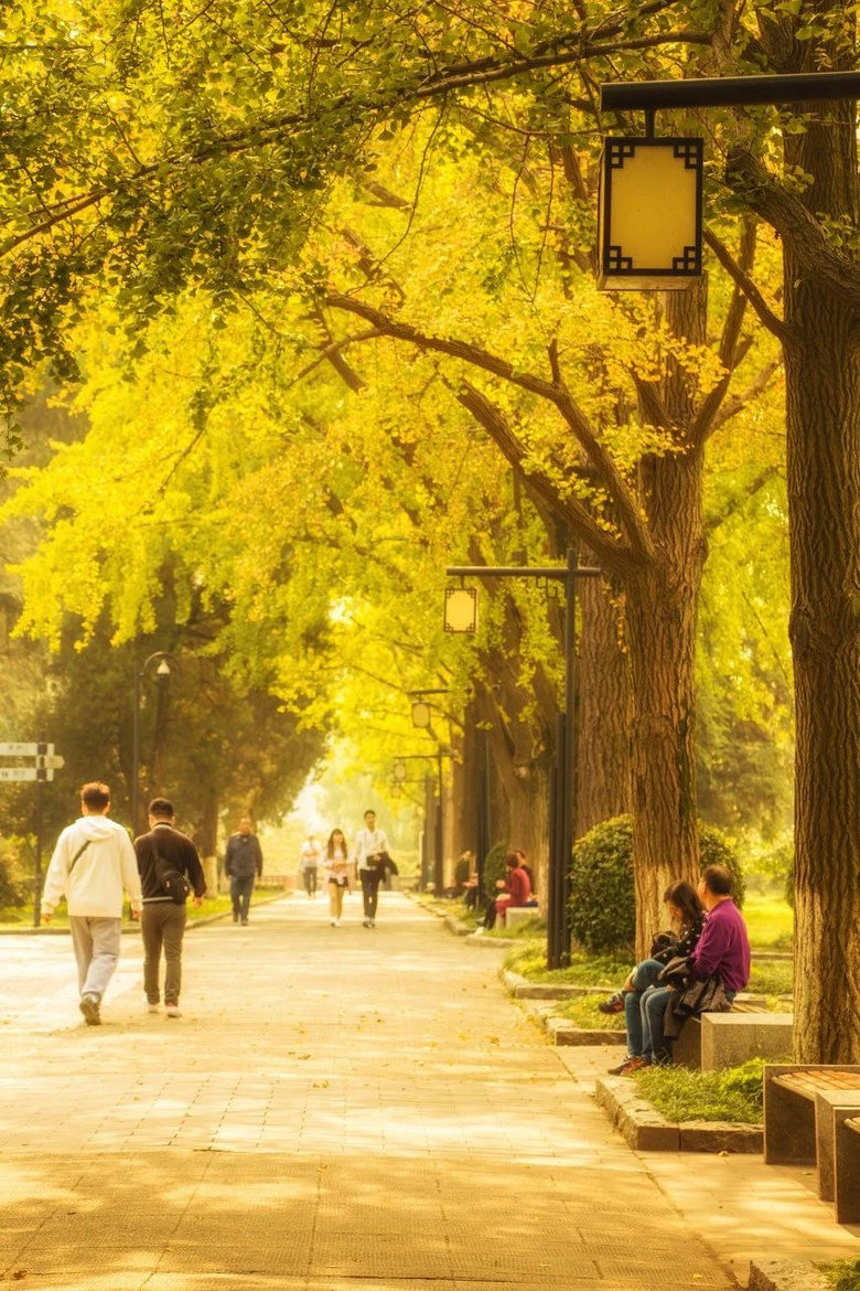 11月,千萬(wàn)別和南京的秋天比美,簡(jiǎn)直逼瘋攝影師