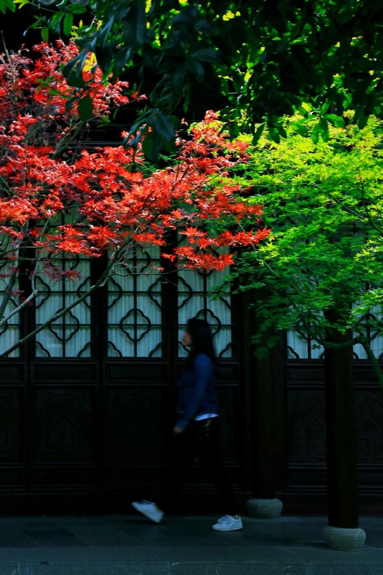 11月,千萬(wàn)別和南京的秋天比美,簡(jiǎn)直逼瘋攝影師