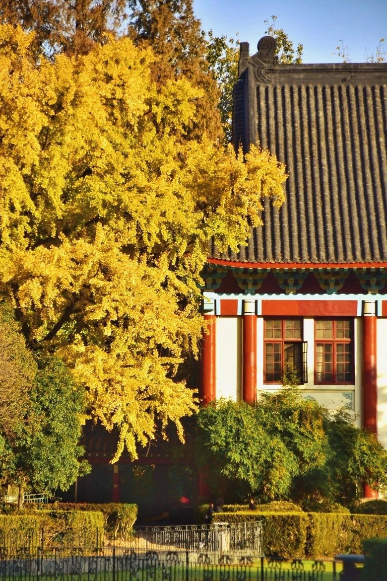 11月,千萬(wàn)別和南京的秋天比美,簡(jiǎn)直逼瘋攝影師