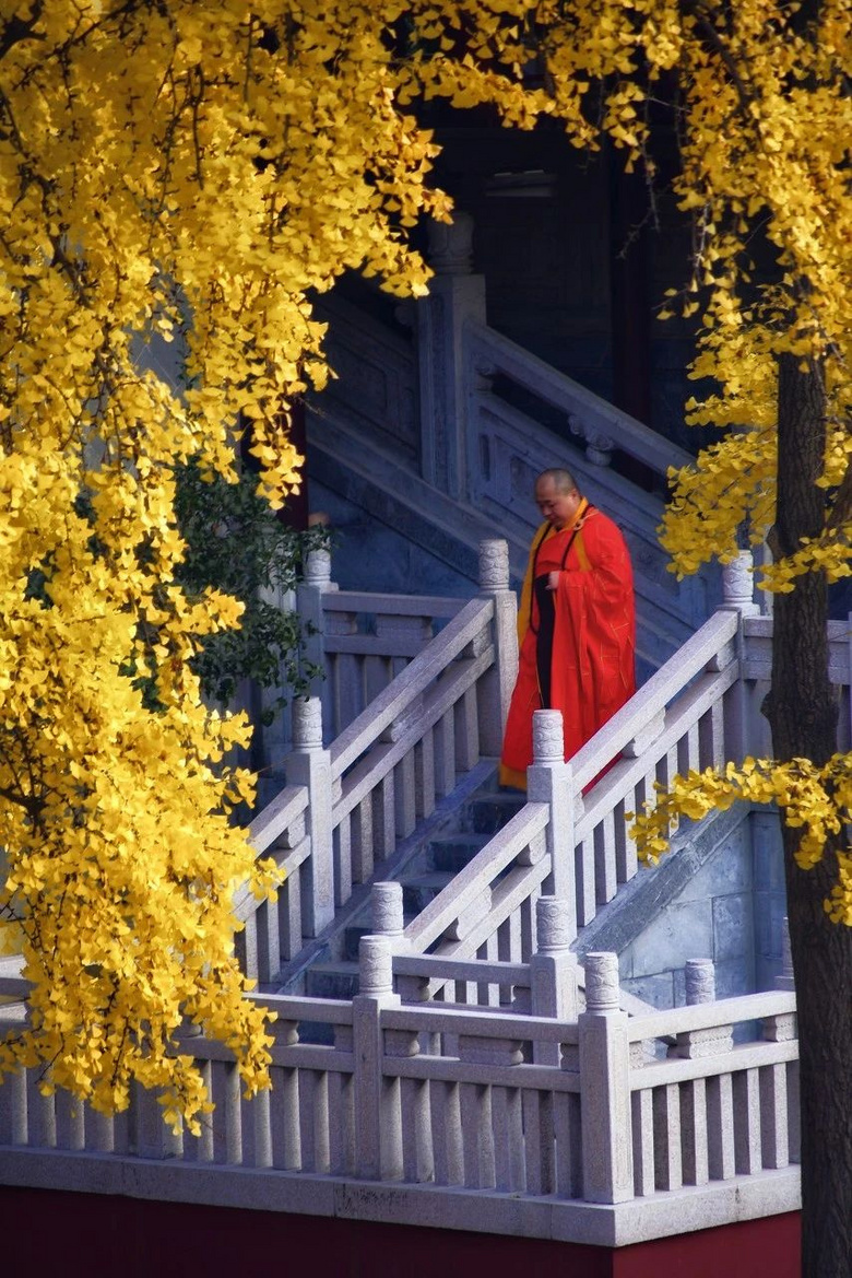 11月,千萬(wàn)別和南京的秋天比美,簡(jiǎn)直逼瘋攝影師