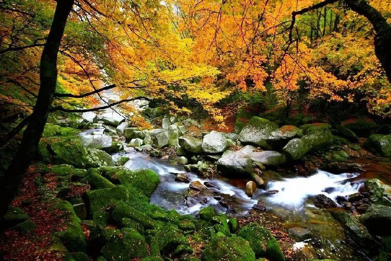 11月錯過了亞洲最大紅葉區(qū),就相當于錯過了整個秋天!