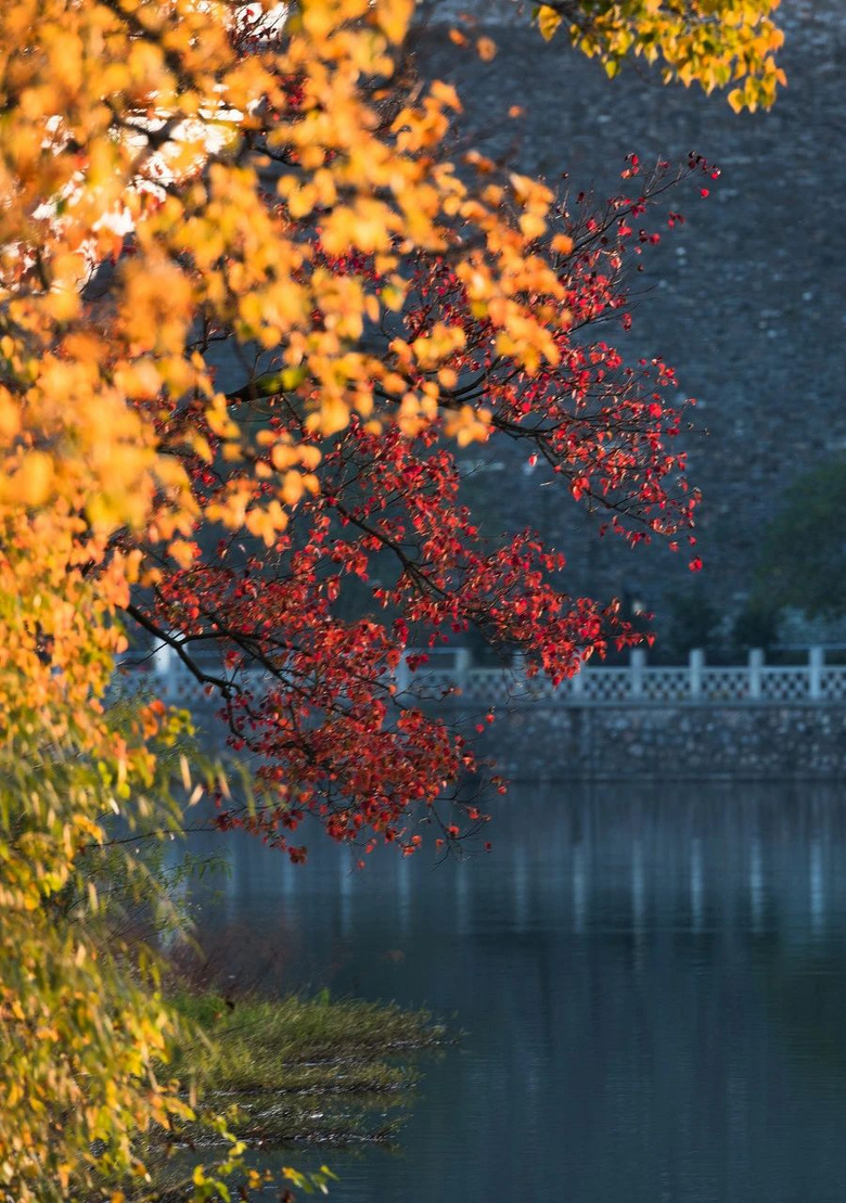 11月,千萬(wàn)別和南京的秋天比美,簡(jiǎn)直逼瘋攝影師