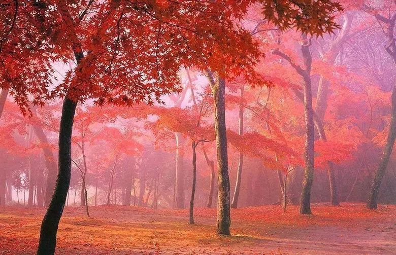 11月錯過了亞洲最大紅葉區(qū),就相當于錯過了整個秋天!