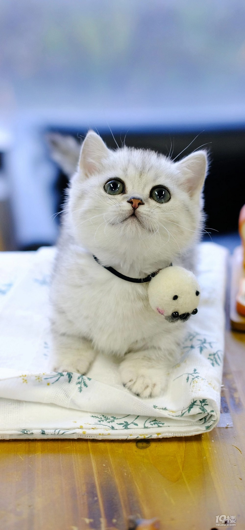 银渐层矮脚弟弟绿眼睛小短腿漂亮