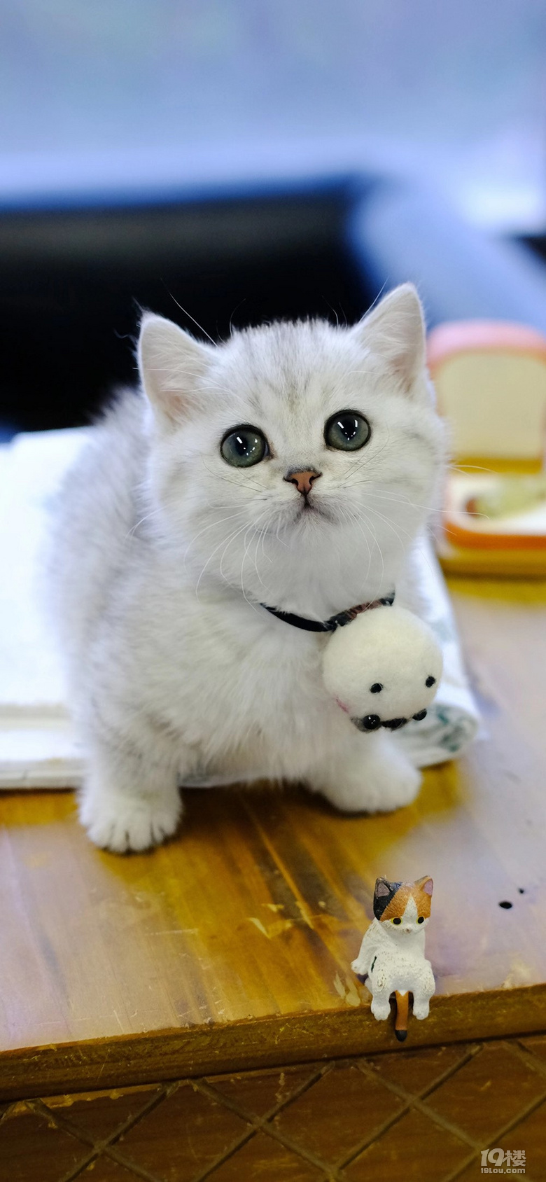 银渐层矮脚弟弟绿眼睛小短腿漂亮