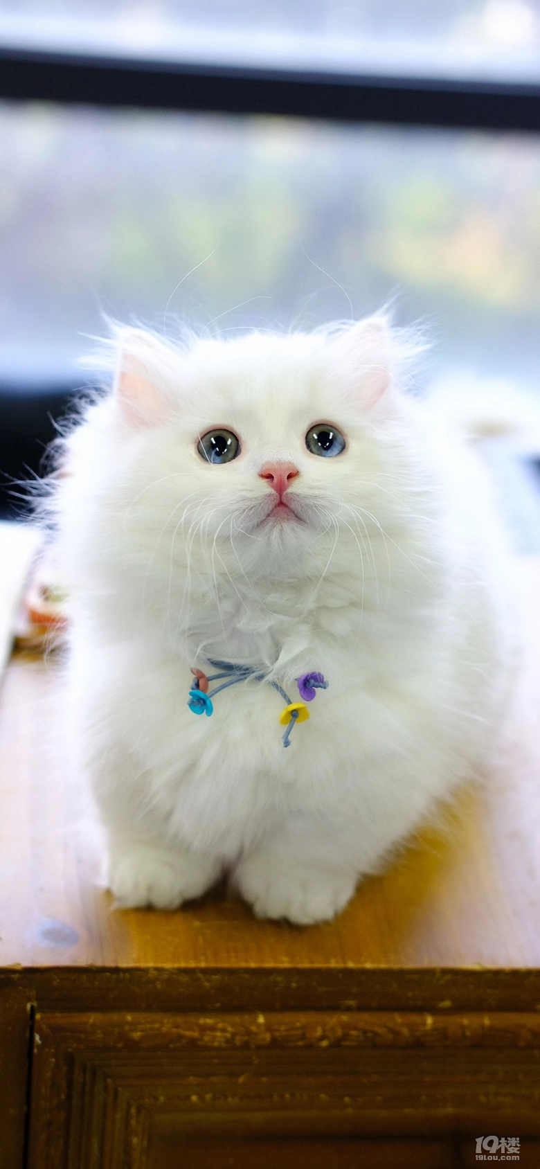 直击小心脏白异瞳琉璃眼拿破仑弟弟一只眼睛两个色百里挑一大漂亮