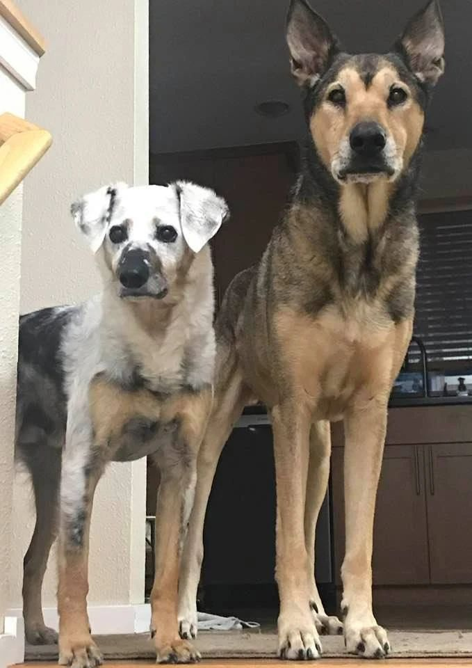 天呐,养了3年的黑狗子居然变白狗了!