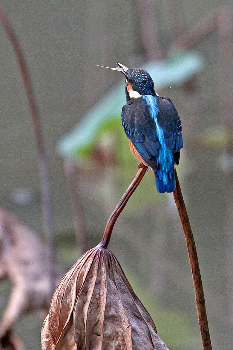 残荷翠鸟叼鱼分享