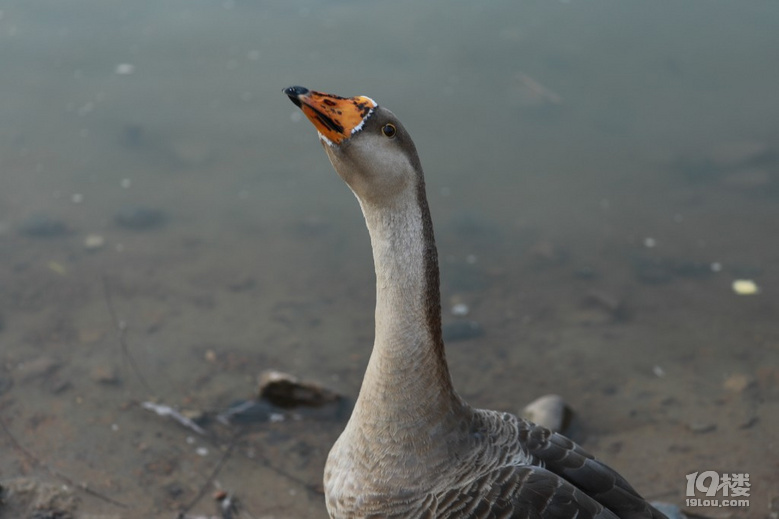 灰天鹅,湖里的霸王
