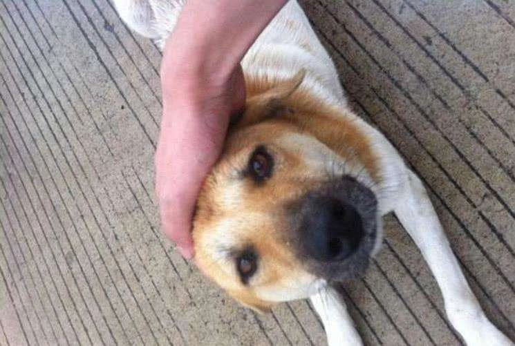 记住这些方法能保你性命!-宠物讨论区-杭州19楼