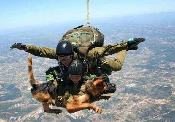 空降犬高空跳伞全程淡定……网友:这是啸天犬!
