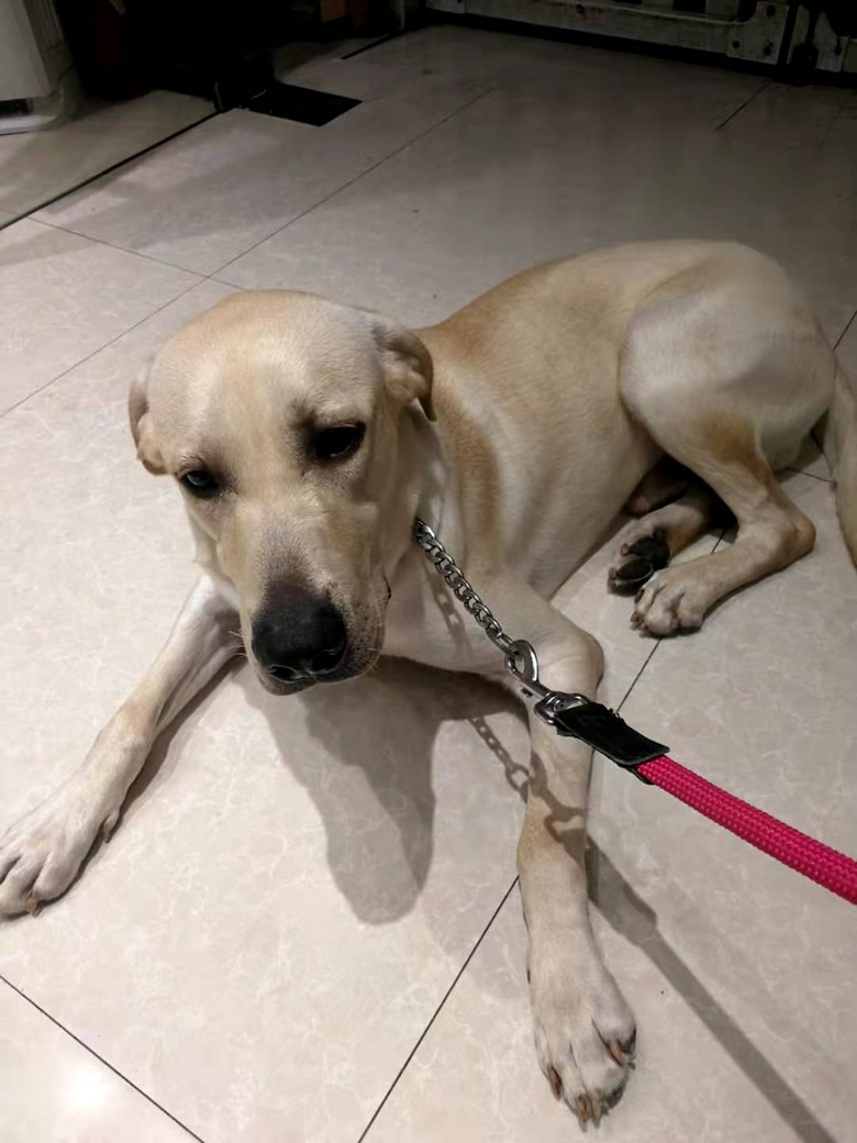 9个月拉布拉多公狗送养