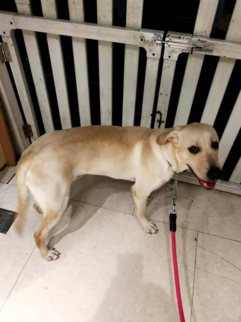 9个月拉布拉多公狗送养