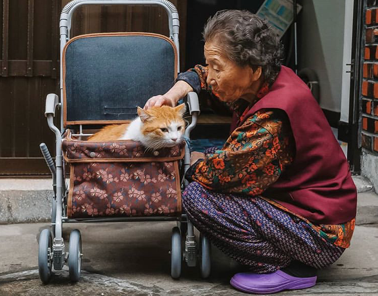 90岁奶奶和猫的最后告别,看哭几十万网友…-宠物讨论区-杭州19楼