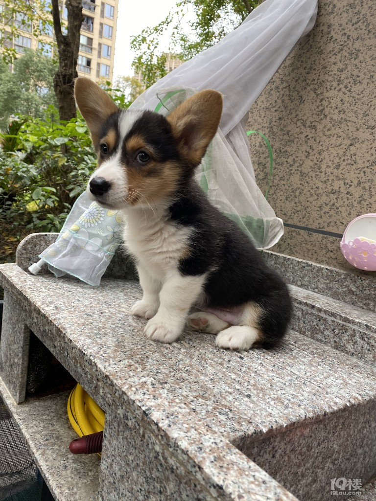 三色柯基2个月公狗