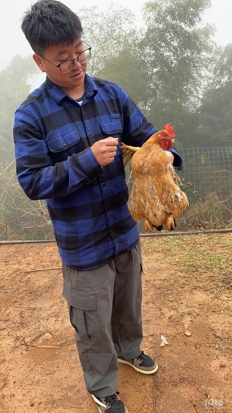 抓鸡少年