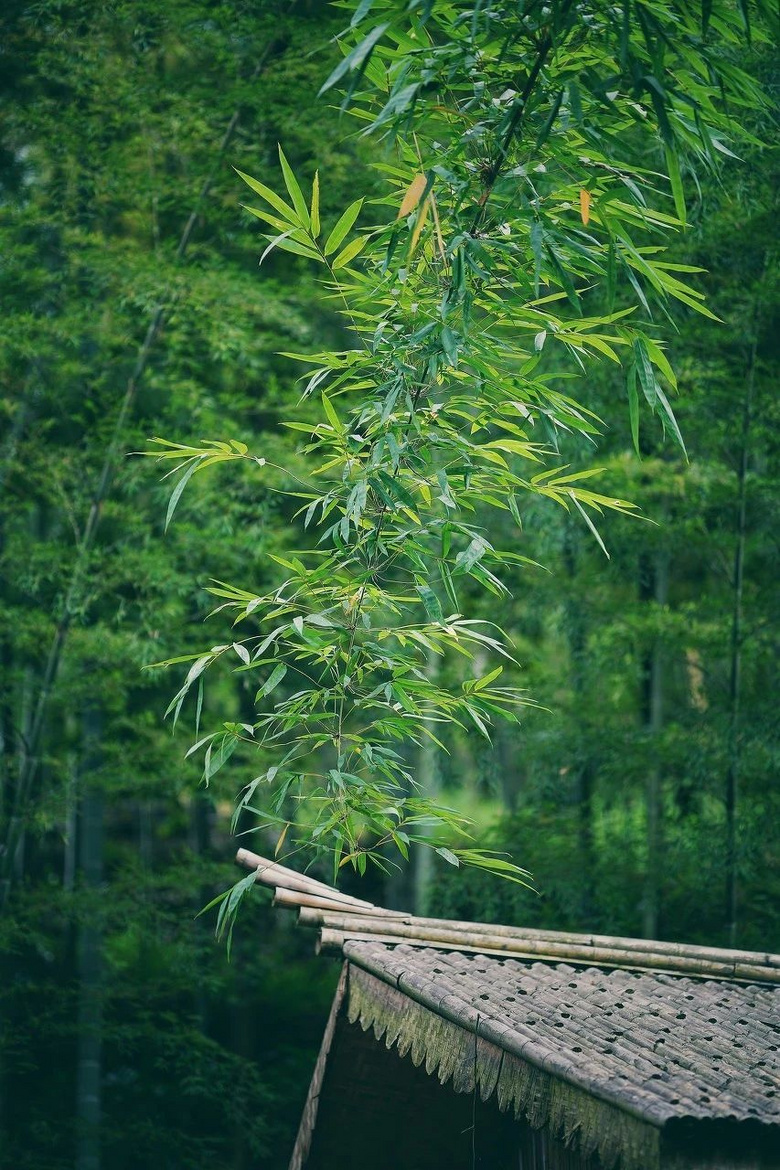 忽然，想去四川了
