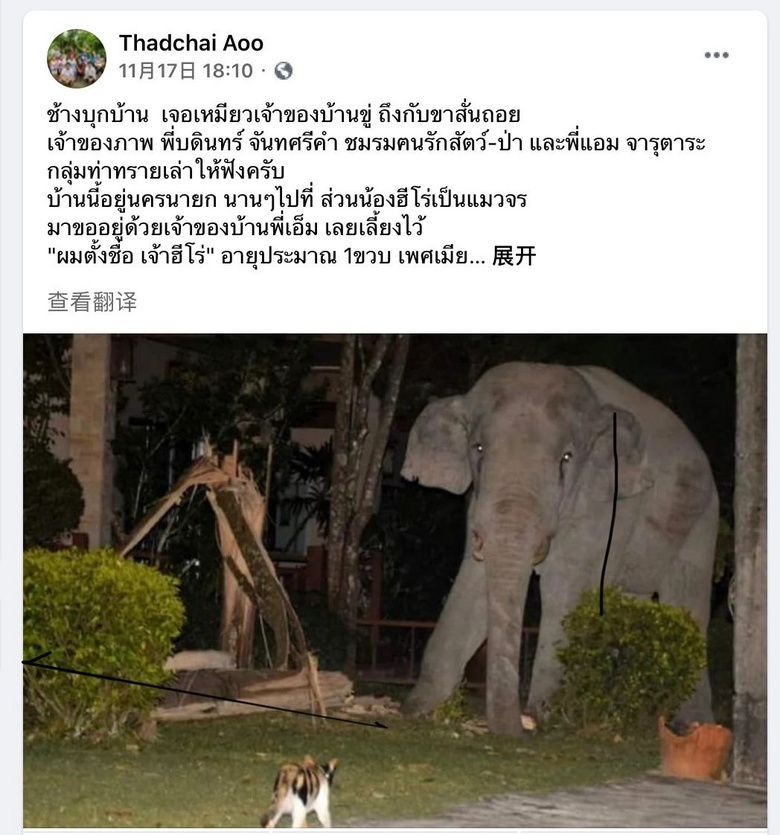 貓的戰(zhàn)斗力有多強(qiáng)?鏟屎官:昨晚剛揍跑一只大象…