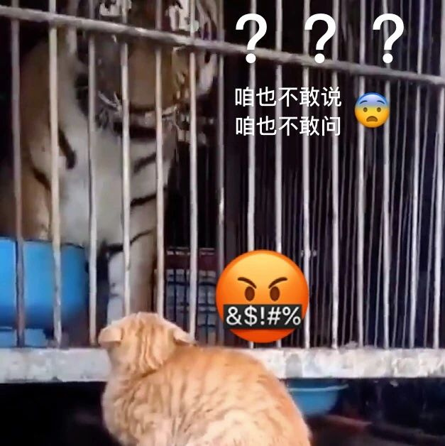 貓的戰(zhàn)斗力有多強(qiáng)?鏟屎官:昨晚剛揍跑一只大象…